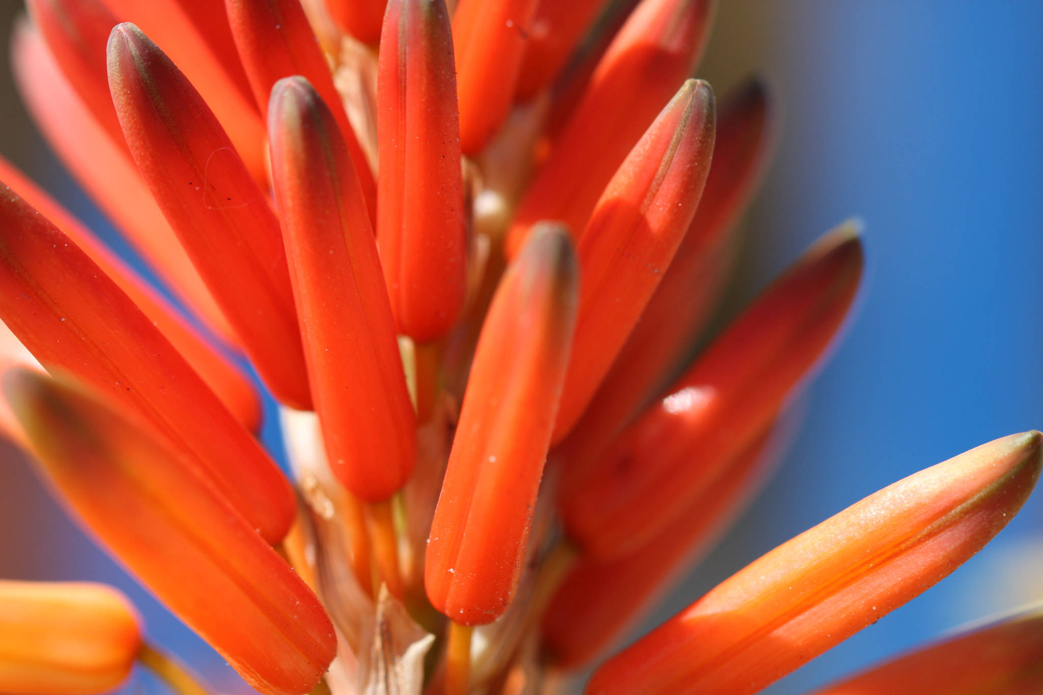 Canon EF 100mm F2.8 Macro USM sample photo. Img photography