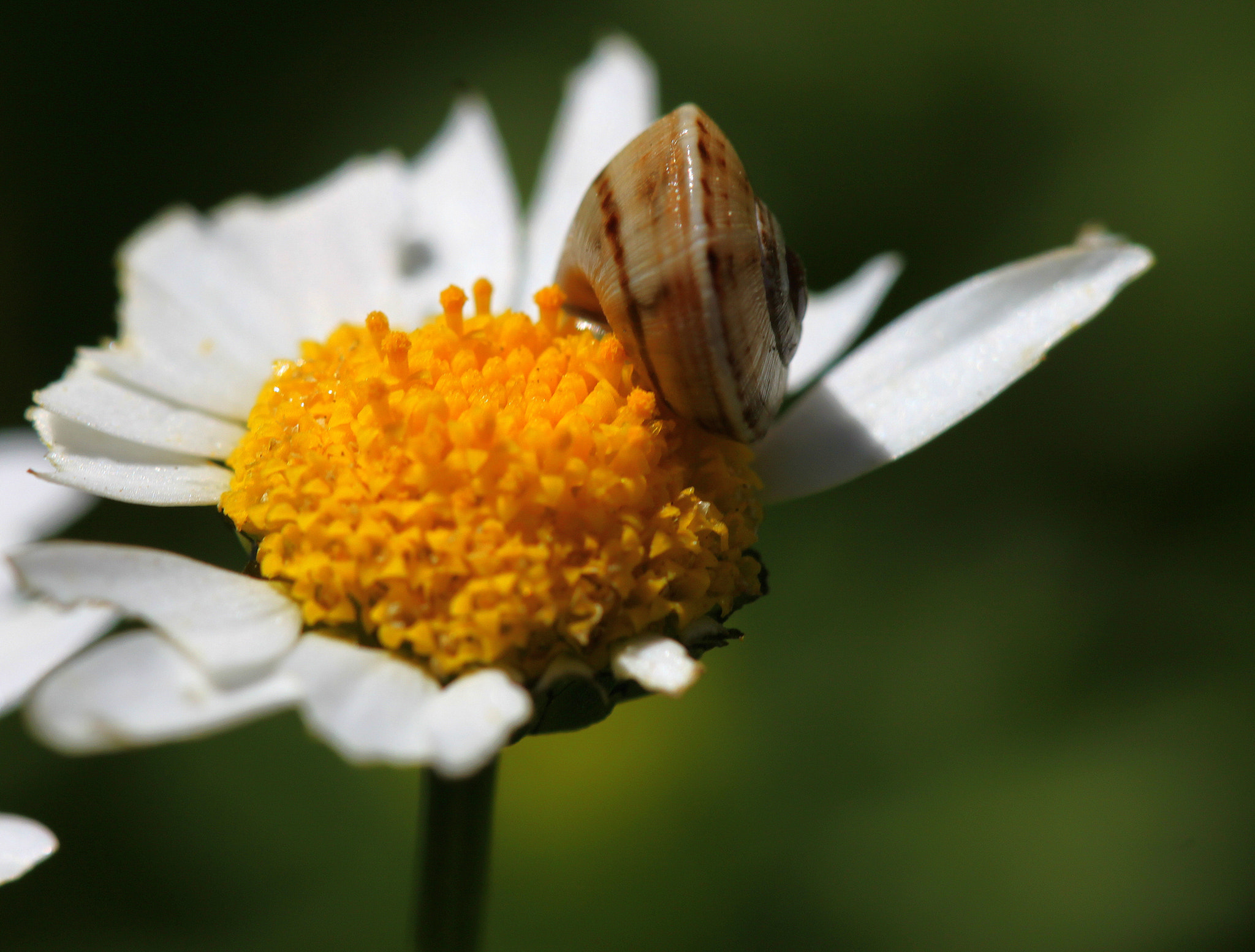 Canon EF 100mm F2.8 Macro USM sample photo. Img photography
