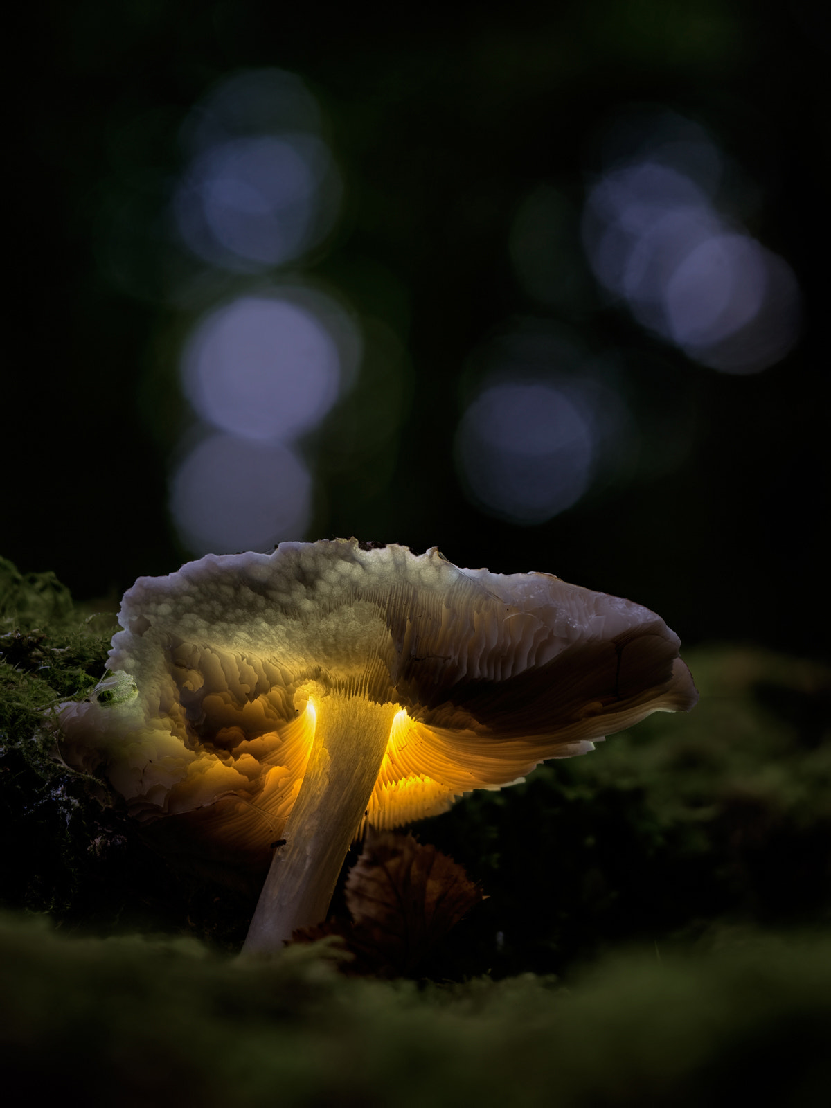Olympus PEN-F sample photo. Glowing mushroom photography