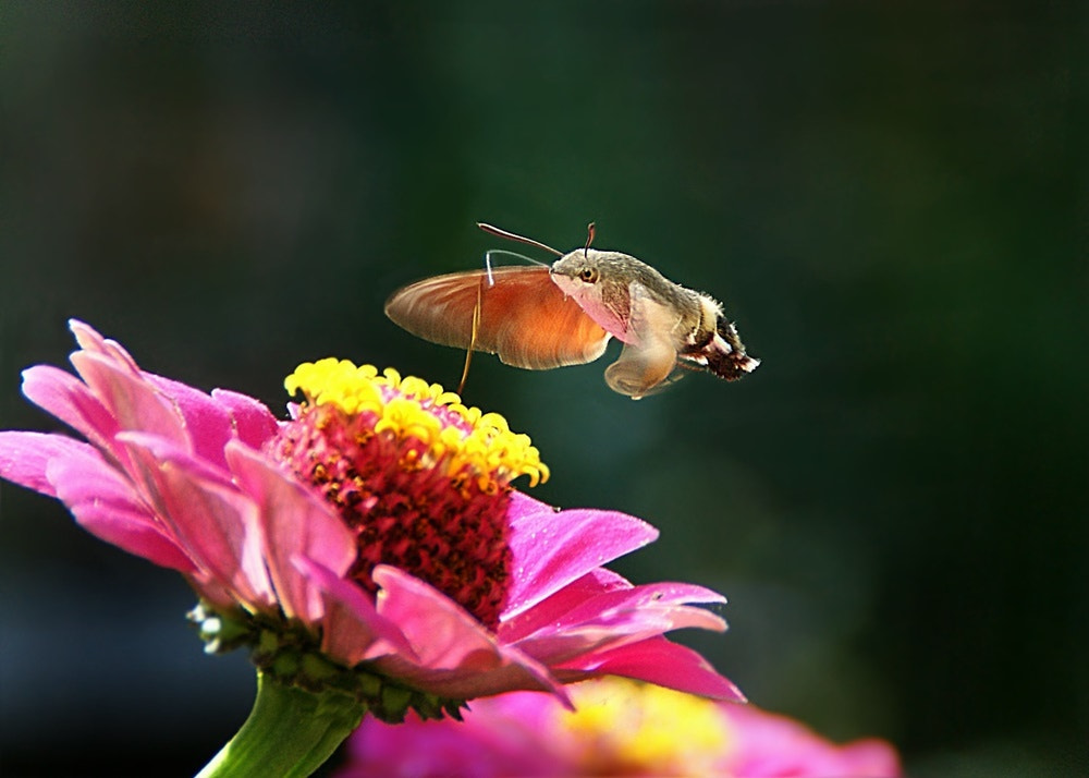 Sony Alpha DSLR-A290 sample photo. Hummingbird hawkmoth photography