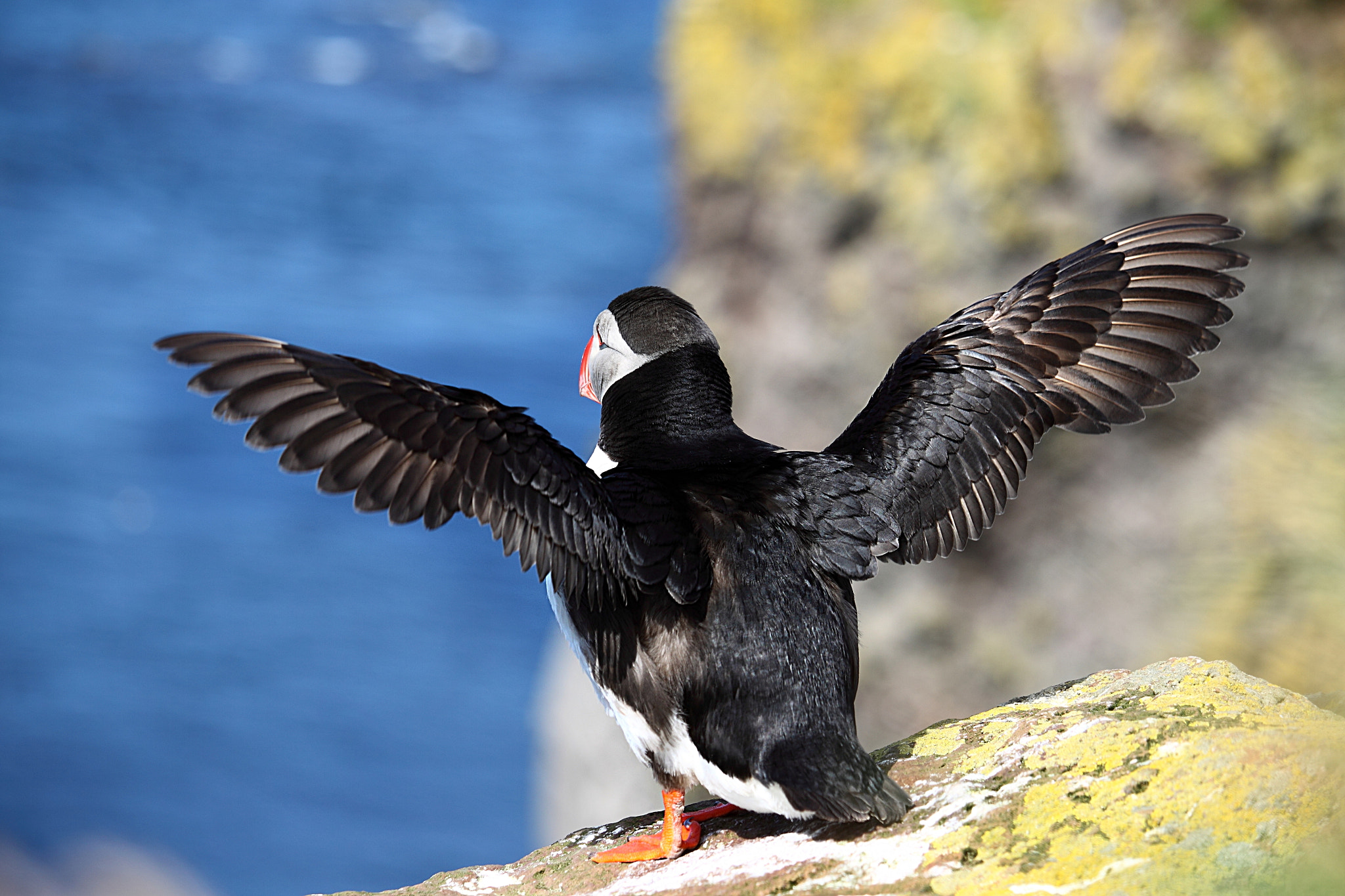 Canon EF-S 55-250mm F4-5.6 IS STM sample photo. Spread your wings photography