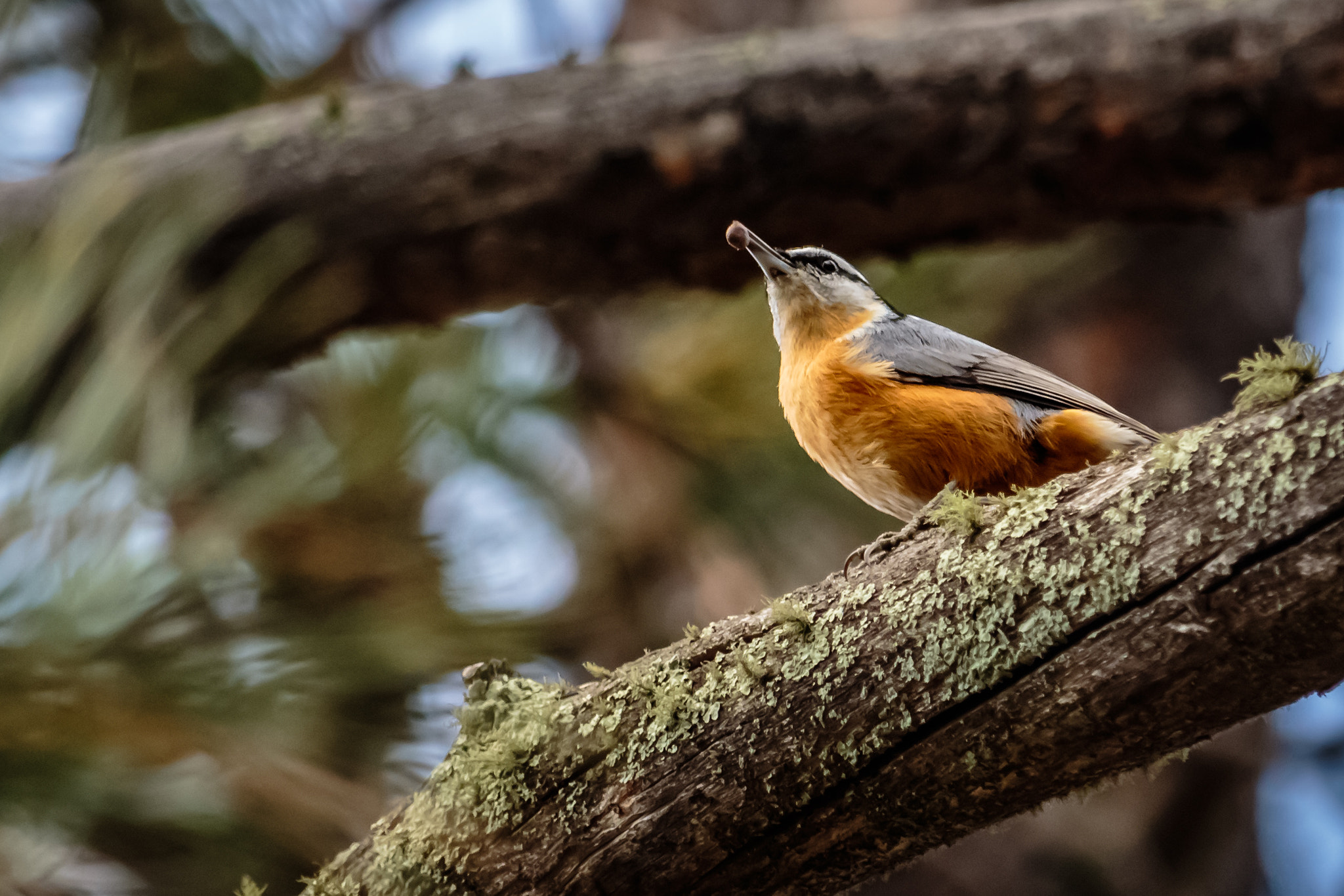 Canon EOS 7D Mark II + Canon EF-S 55-250mm F4-5.6 IS STM sample photo. Red breasted nuthatch photography