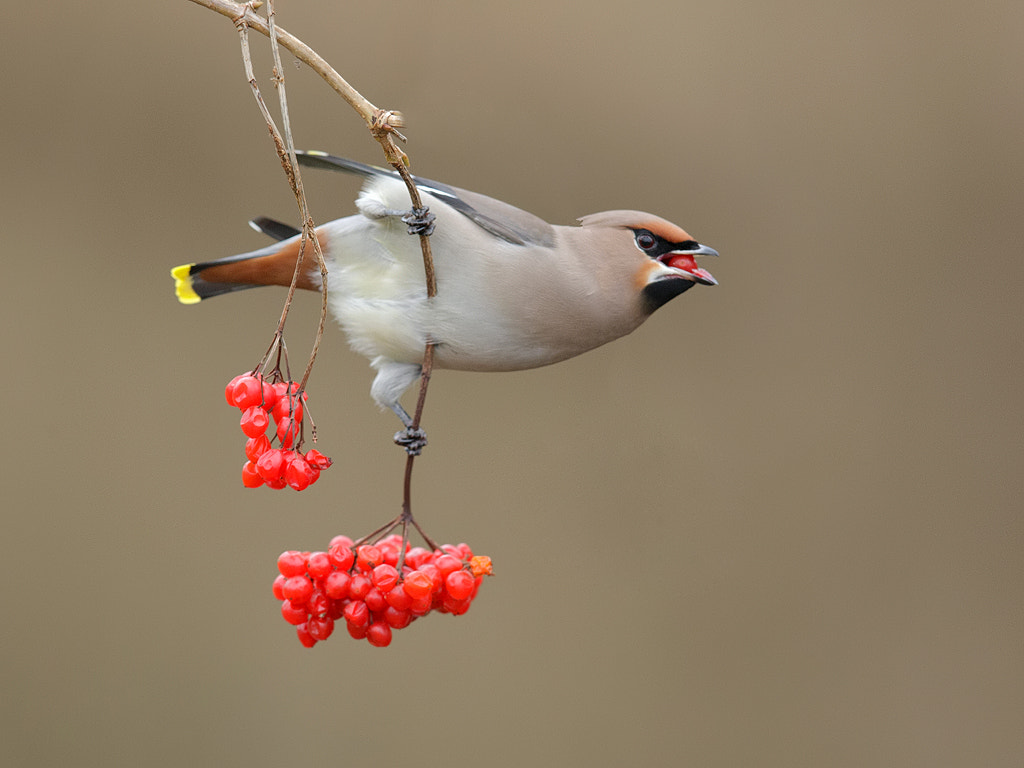 Canon EF 600mm F4L IS II USM sample photo. Waxwing .  photography