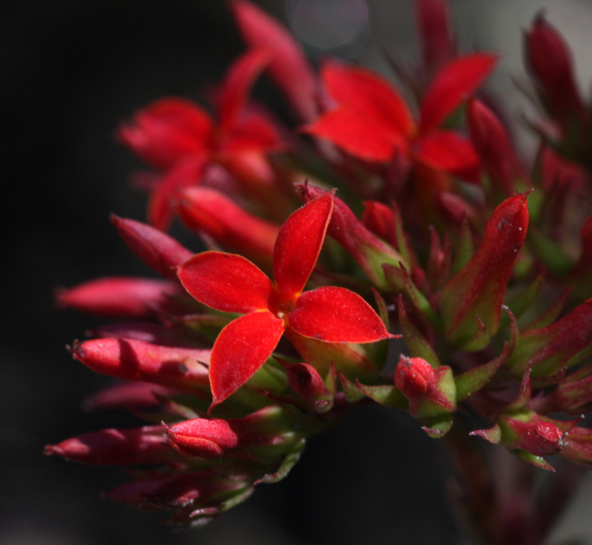 Canon EF 100mm F2.8 Macro USM sample photo. Img photography