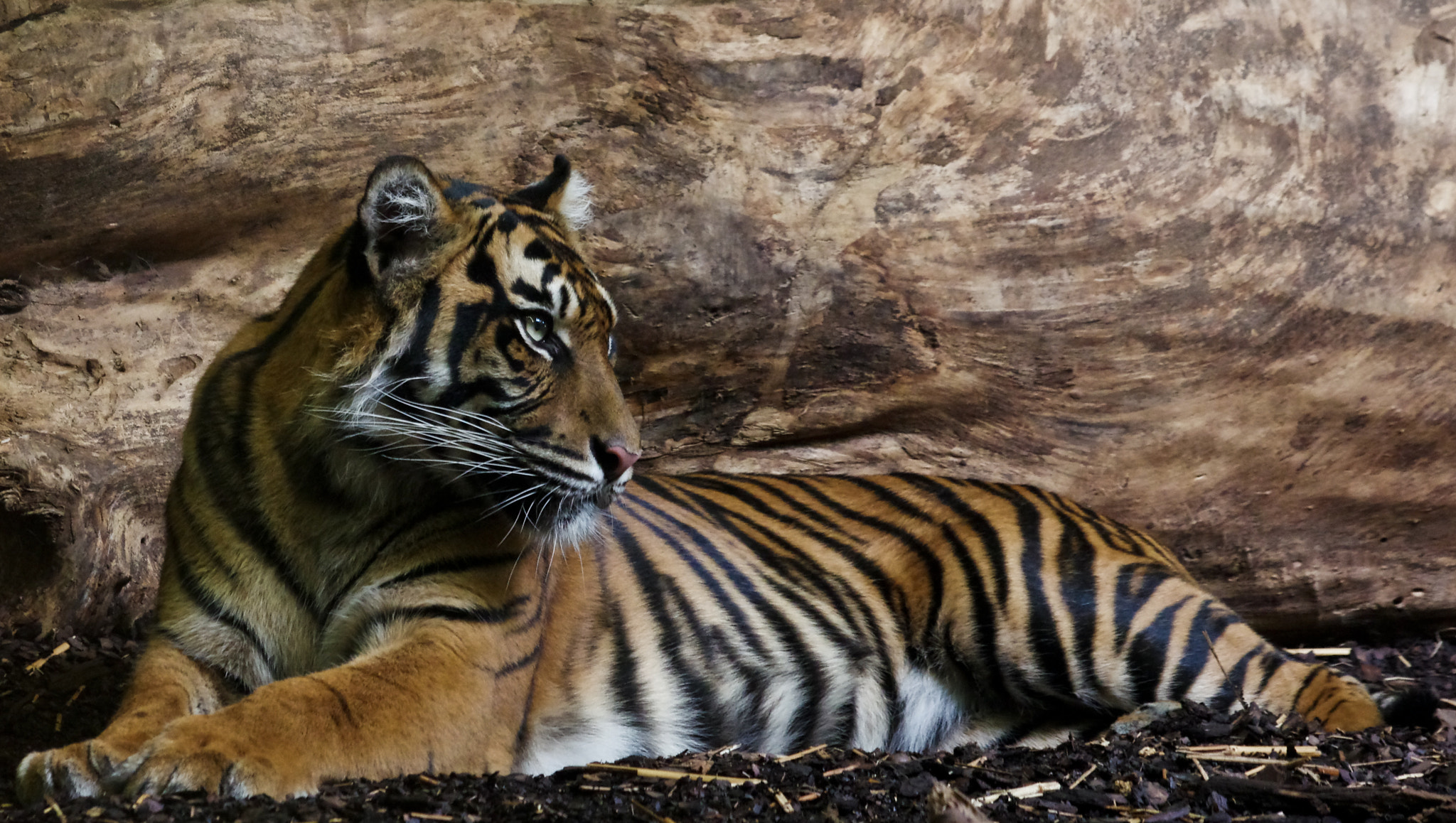 Pentax K-5 II + Sigma sample photo. Panthera tigris sumatra photography