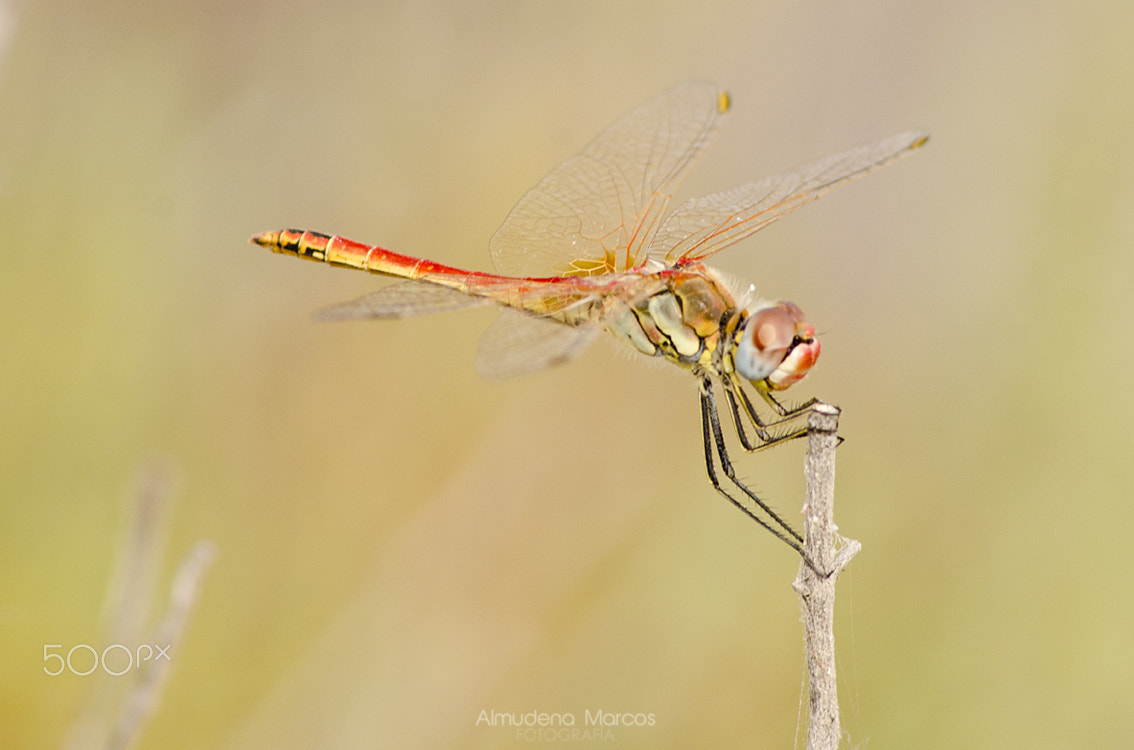 AF Nikkor 70-210mm f/4-5.6D sample photo. Macreando photography