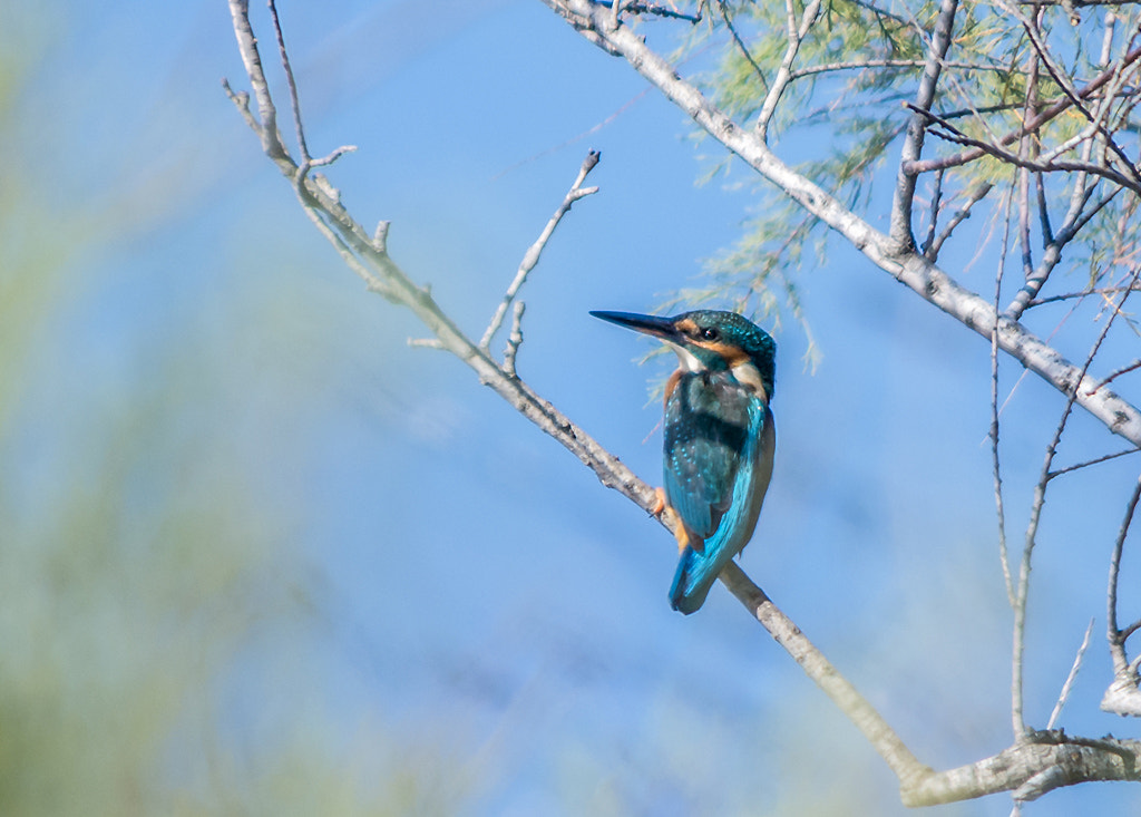 Pentax smc DA 55-300mm F4.0-5.8 ED sample photo. Mme martin pecheur photography