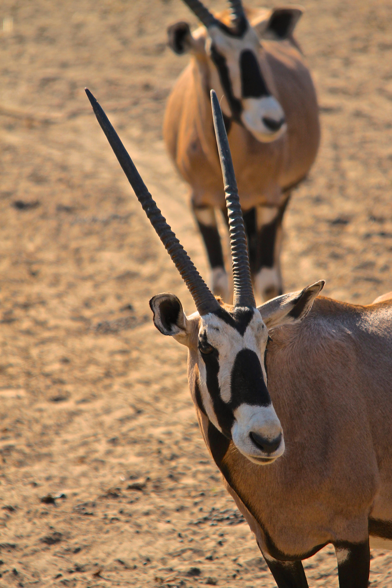 Sigma 150-500mm F5-6.3 DG OS HSM sample photo. Oryx photography