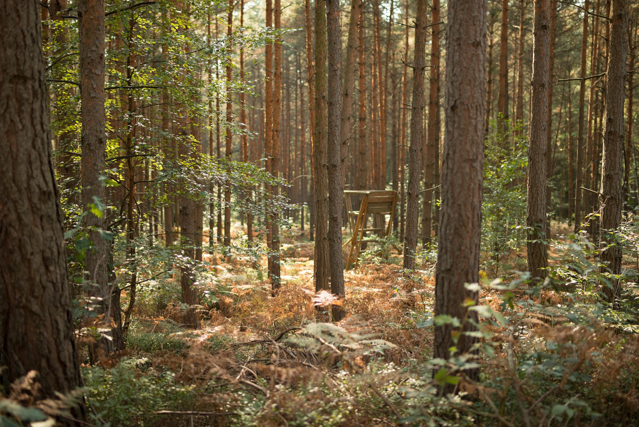 Nikon D800 + Samyang 35mm F1.4 AS UMC sample photo. Der hochsitz photography