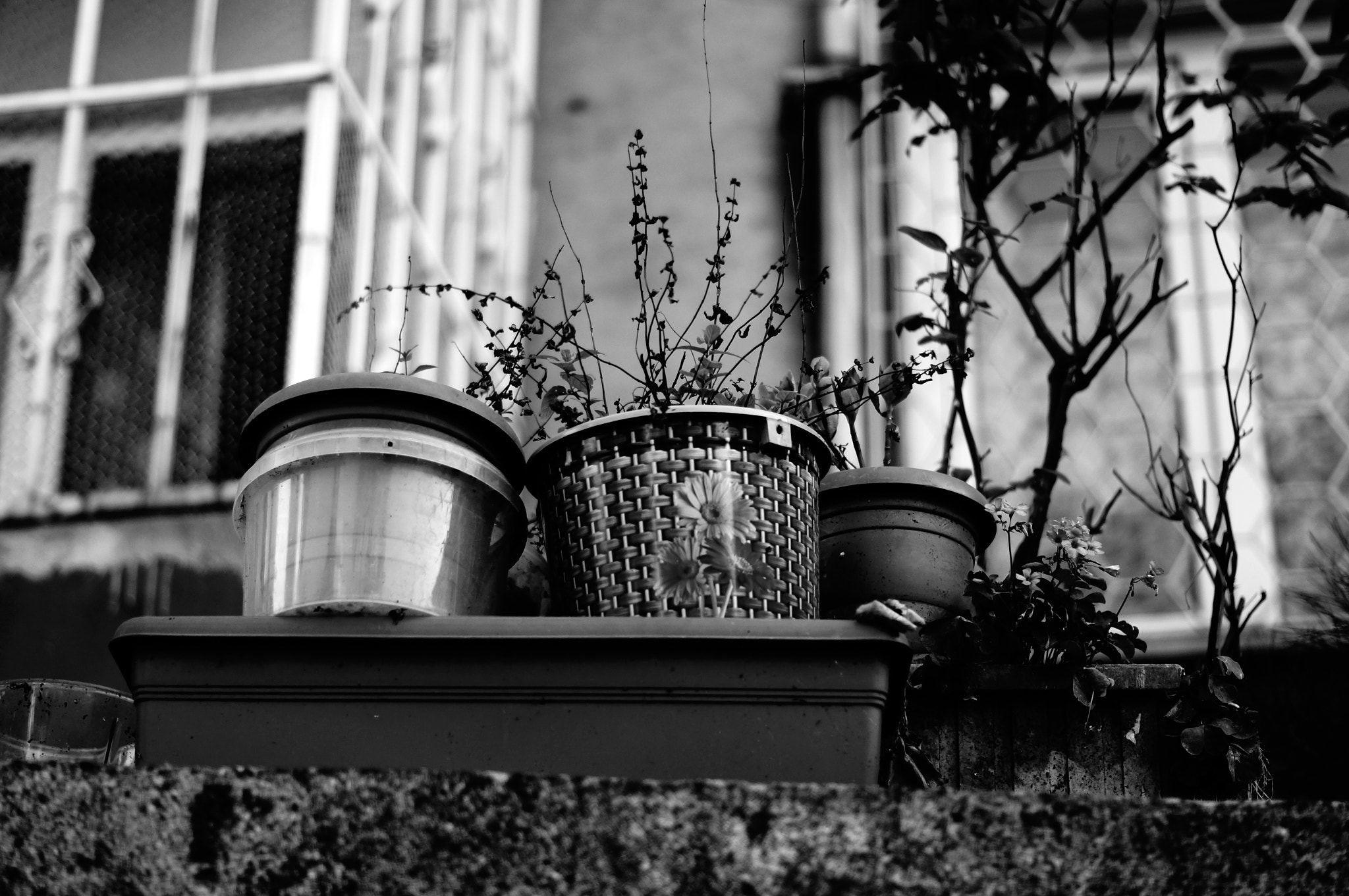 Sony SLT-A37 + Sony DT 50mm F1.8 SAM sample photo. ..... photography