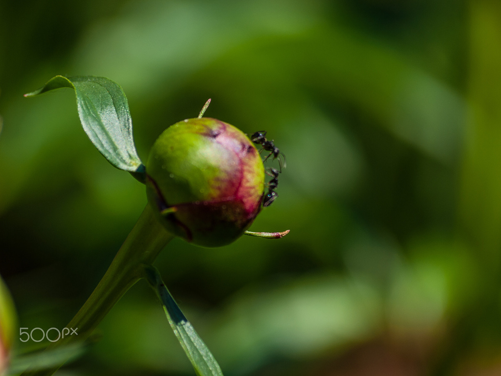Olympus E-620 (EVOLT E-620) sample photo. Hey get off my flower! photography