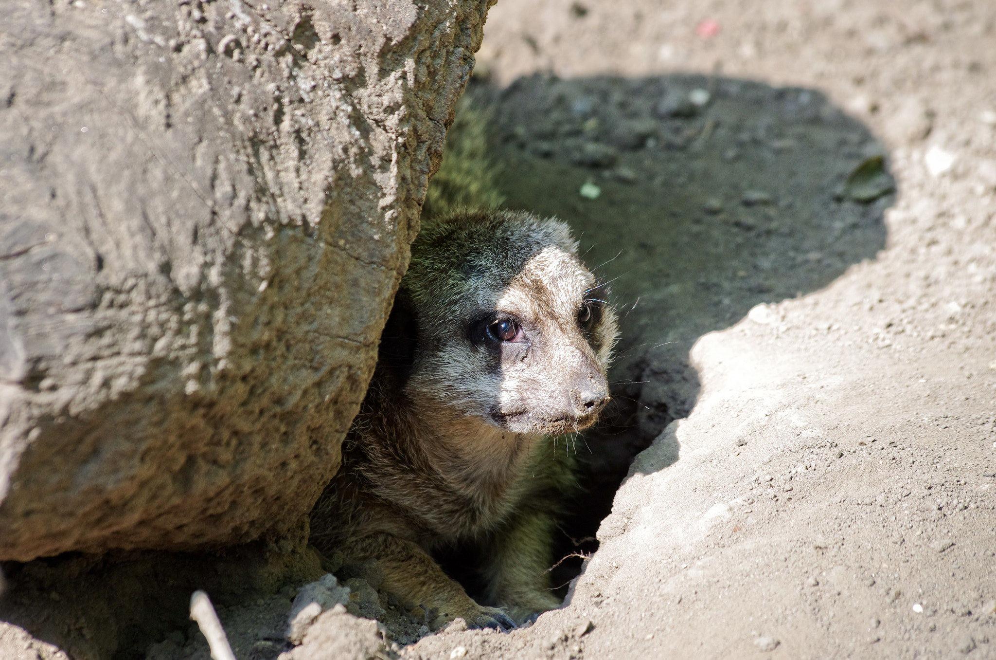 Pentax K-5 II sample photo. Suricata photography