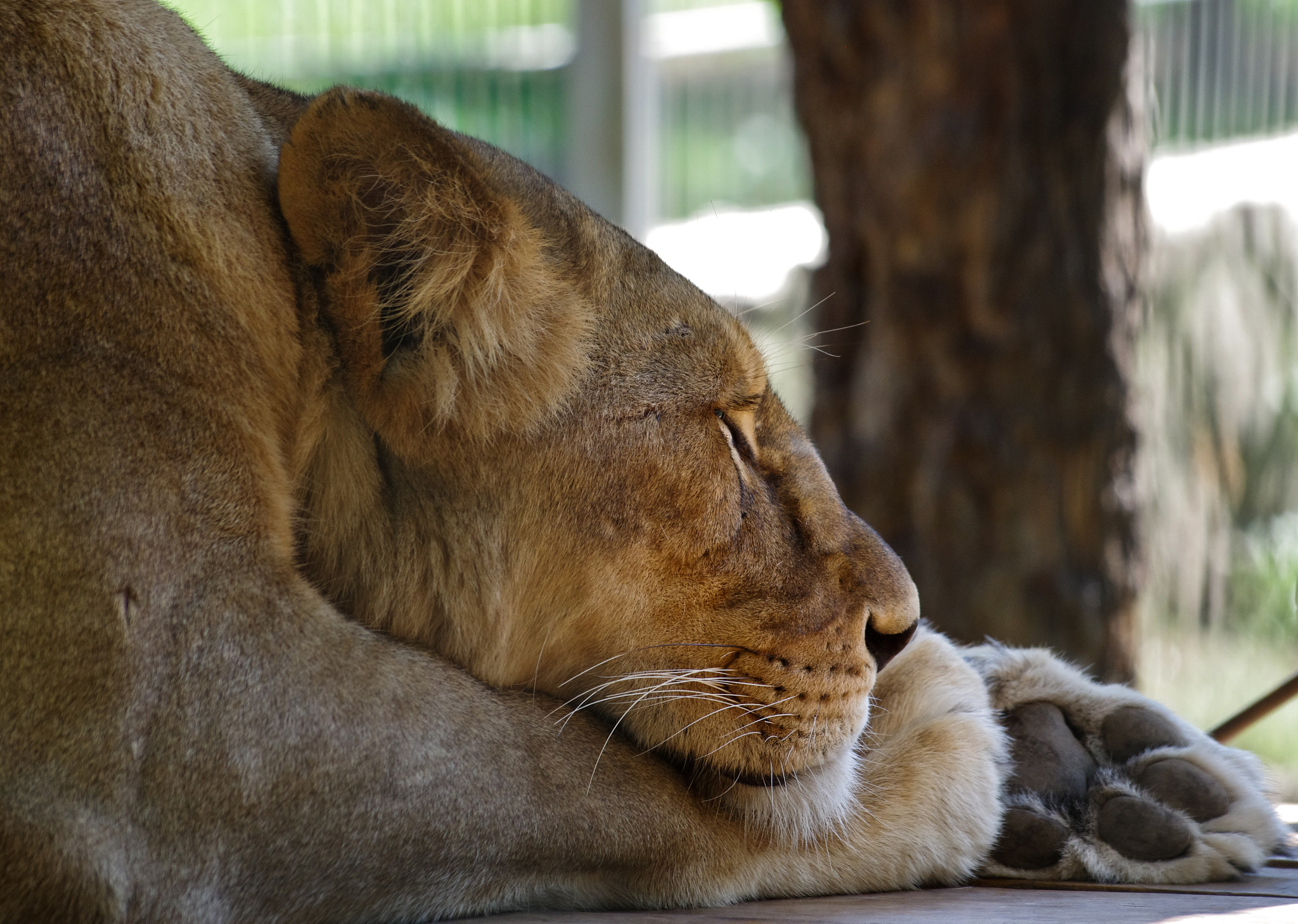 Pentax K-5 II sample photo. Don't wake up the sleeping leon photography