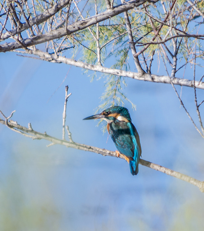 Pentax K-5 II + Pentax smc DA 55-300mm F4.0-5.8 ED sample photo. Mme martin pêcheur photography