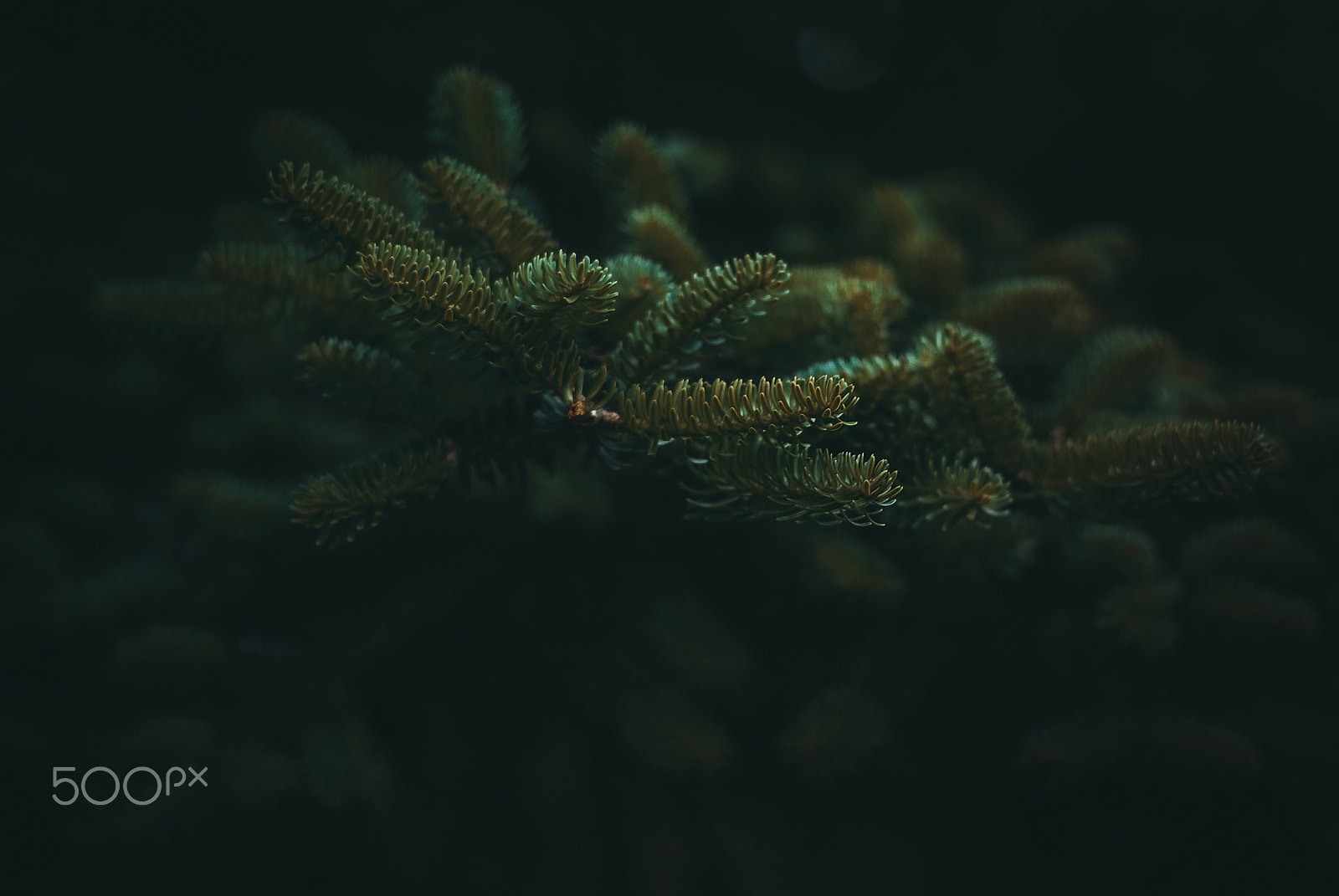 Nikon D3000 + Nikon AF-S Nikkor 50mm F1.4G sample photo. Еловые ветки photography