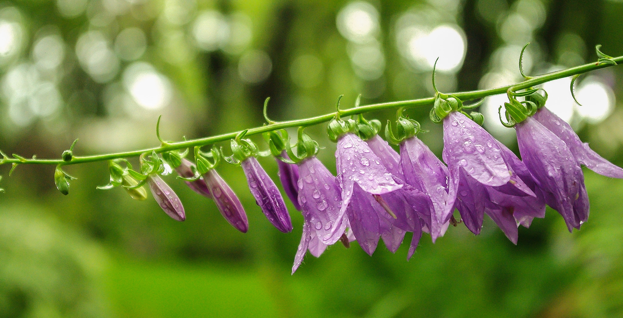 Pentax smc DA 18-55mm F3.5-5.6 ED AL II (IF) sample photo. Purple bells photography