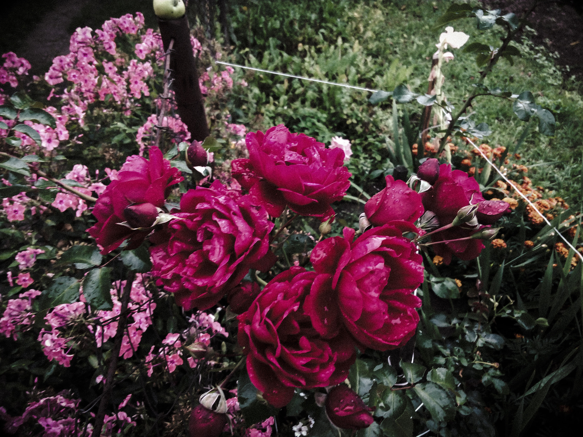 Lenovo P70-A sample photo. Roses photography