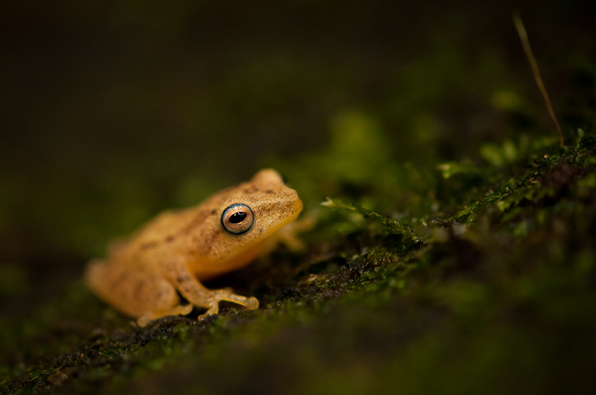 Nikon AF-S DX Micro-Nikkor 85mm F3.5G ED VR sample photo. Frog photography
