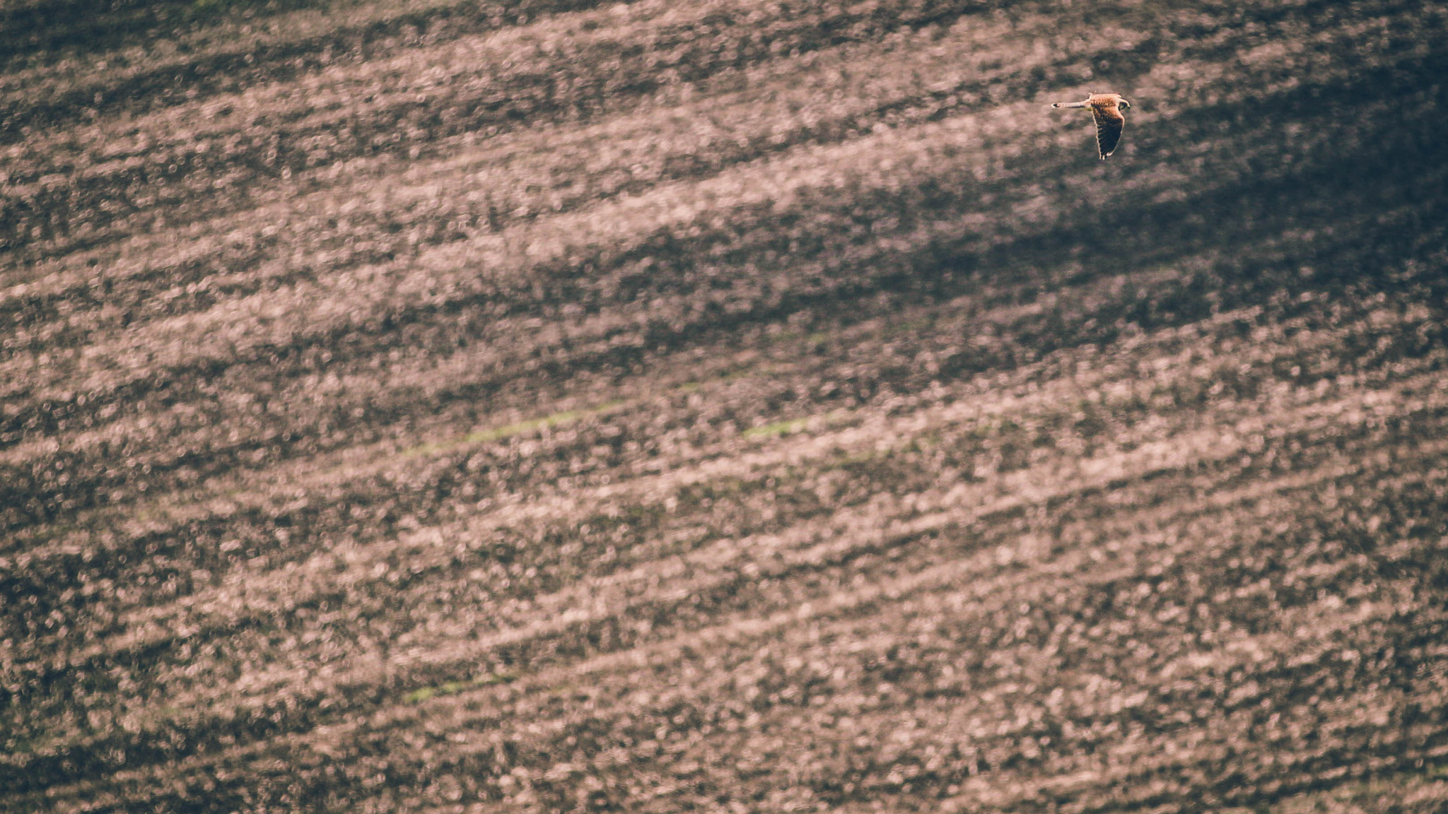 Canon EF 70-200mm F2.8L IS II USM sample photo. Bird of prey photography