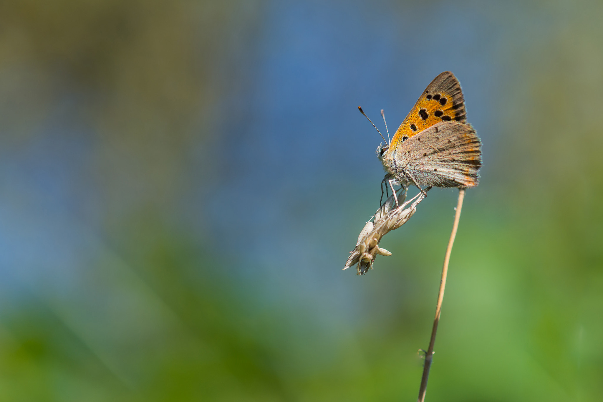 Nikon AF-S DX Micro-Nikkor 85mm F3.5G ED VR sample photo. Small copper photography