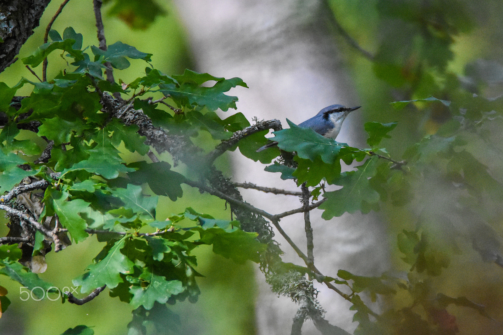 Tamron SP 150-600mm F5-6.3 Di VC USD sample photo. What species is this? competition! photography