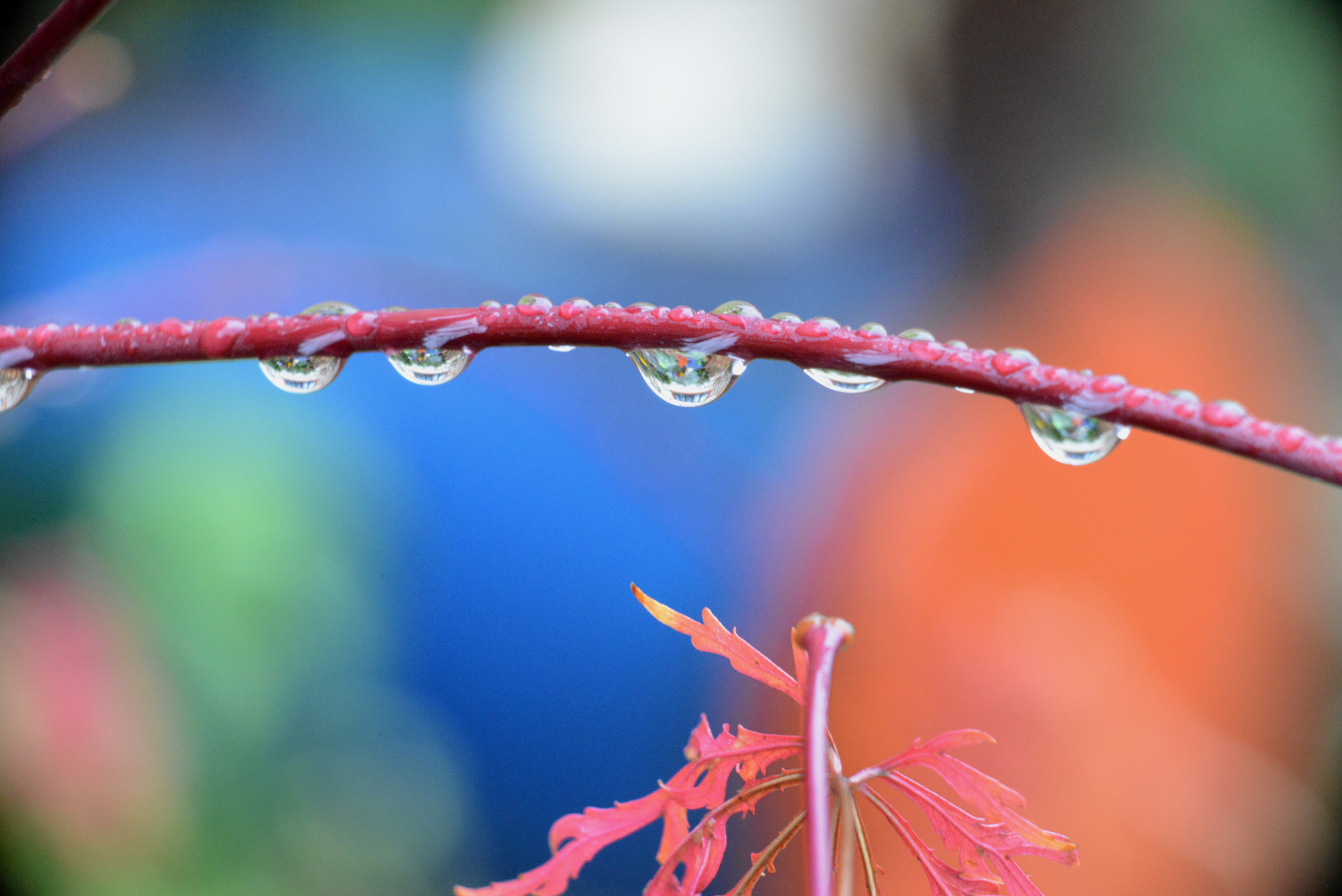 Nikon D800E sample photo. Water drops on japanese maple photography