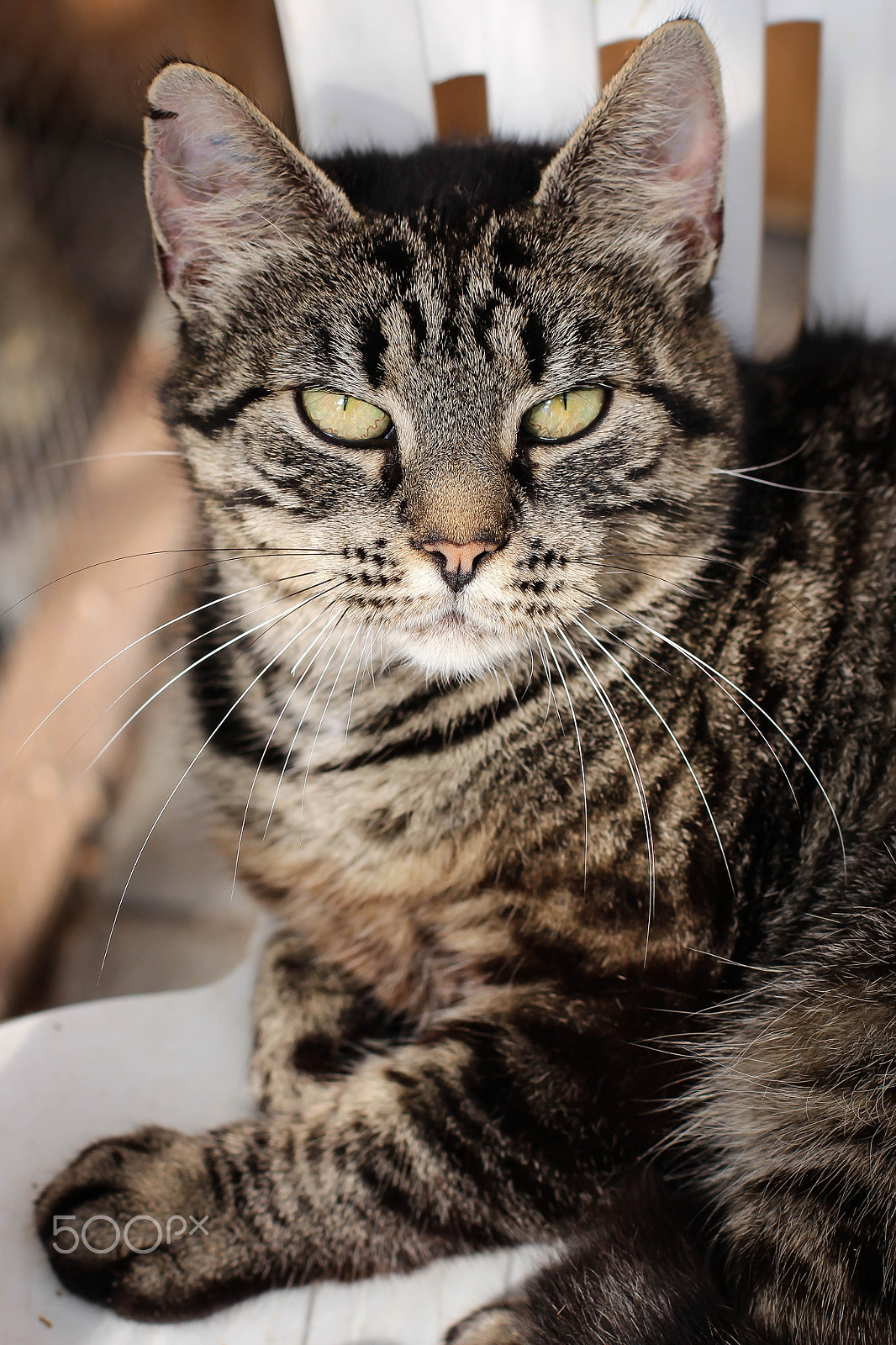 Canon EOS 700D (EOS Rebel T5i / EOS Kiss X7i) + Canon EF 50mm F1.4 USM sample photo. Tulle photography