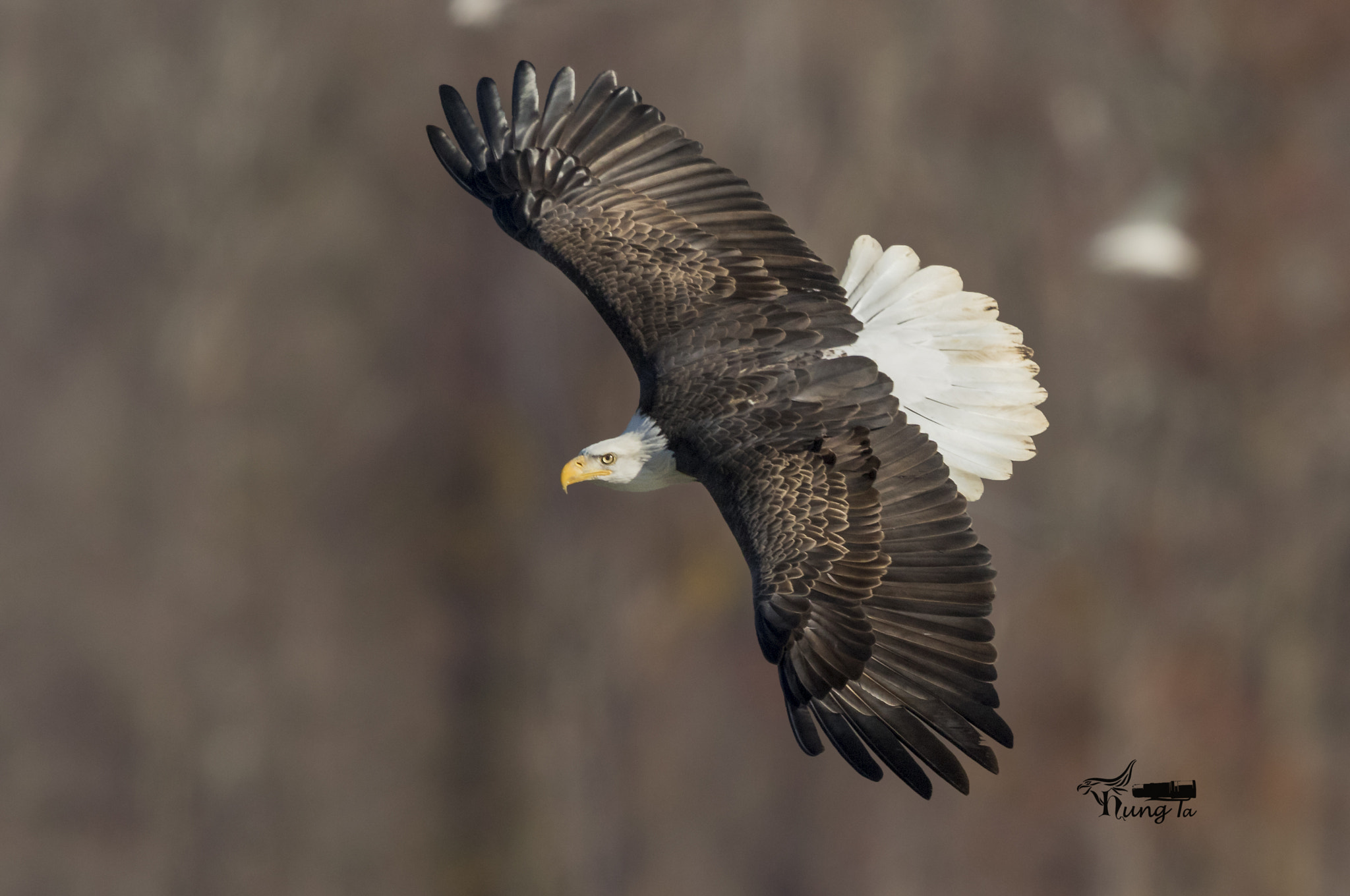 Canon EOS 7D Mark II + Canon EF 600mm F4L IS II USM sample photo. Bald eagle in fly photography