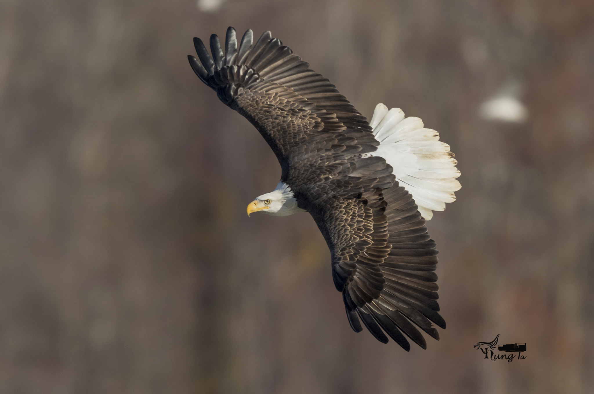 Canon EF 600mm F4L IS II USM sample photo. Bald eagle in fly photography