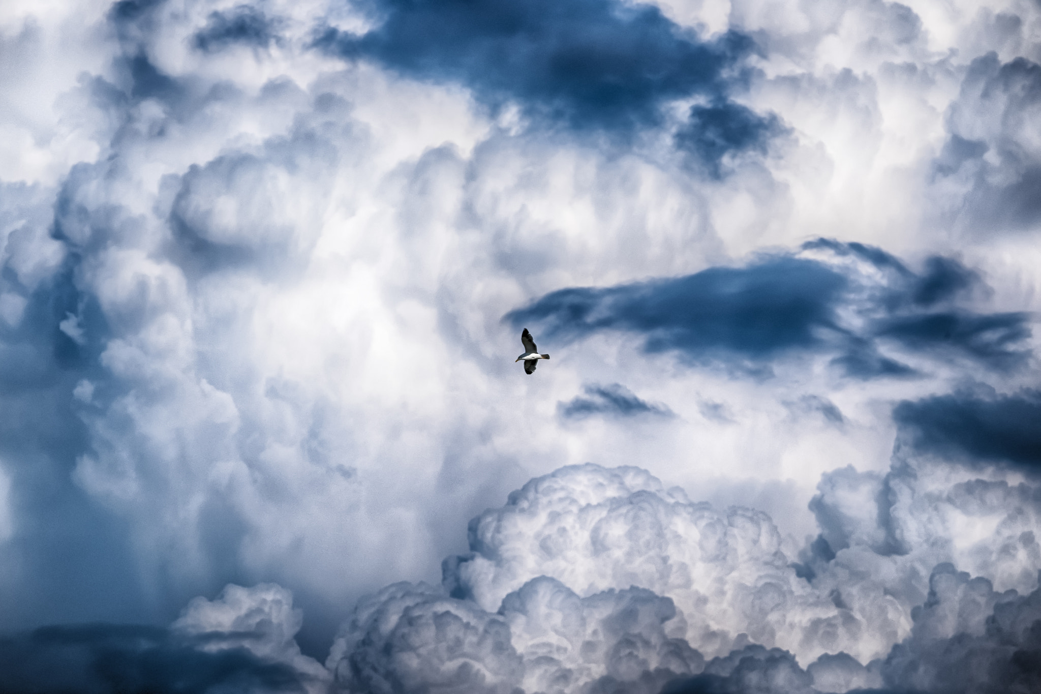 Fujifilm X-T10 + Fujifilm XC 50-230mm F4.5-6.7 OIS II sample photo. Bird in the sky photography