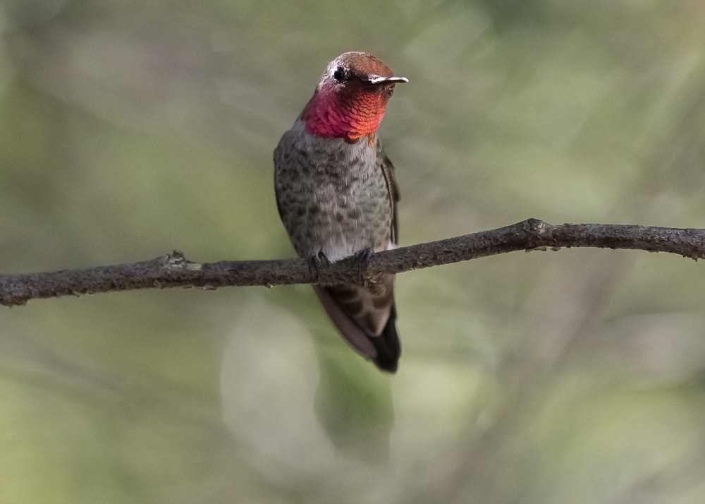 Nikon AF-S Nikkor 200-500mm F5.6E ED VR sample photo. Hummingbird on a branch photography