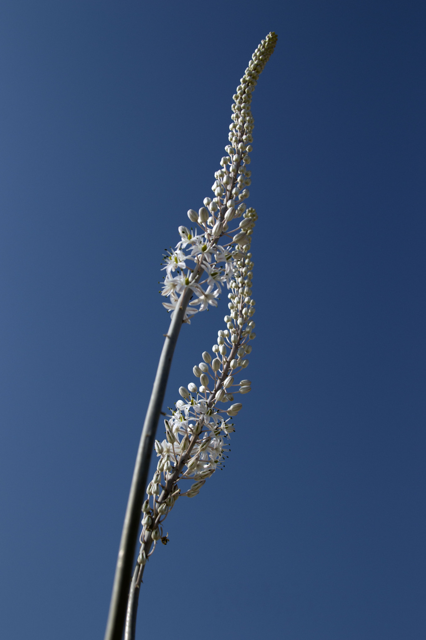 Sigma 28-300mm F3.5-6.3 DG Macro sample photo. Squill bode the autumn photography