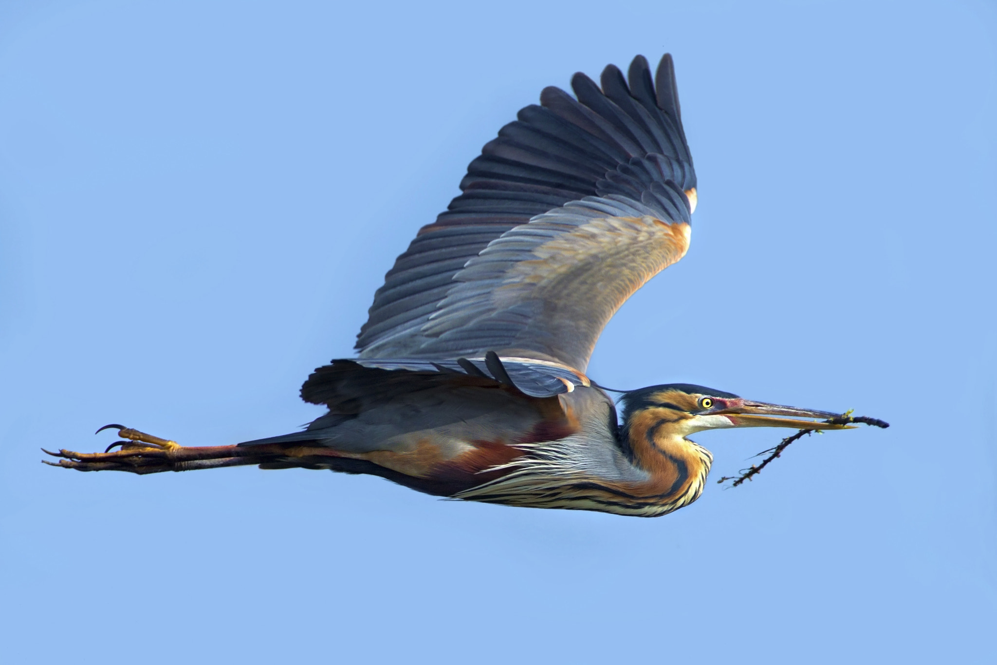 Canon EF 300mm f/2.8L + 2x sample photo. Purple heron photography
