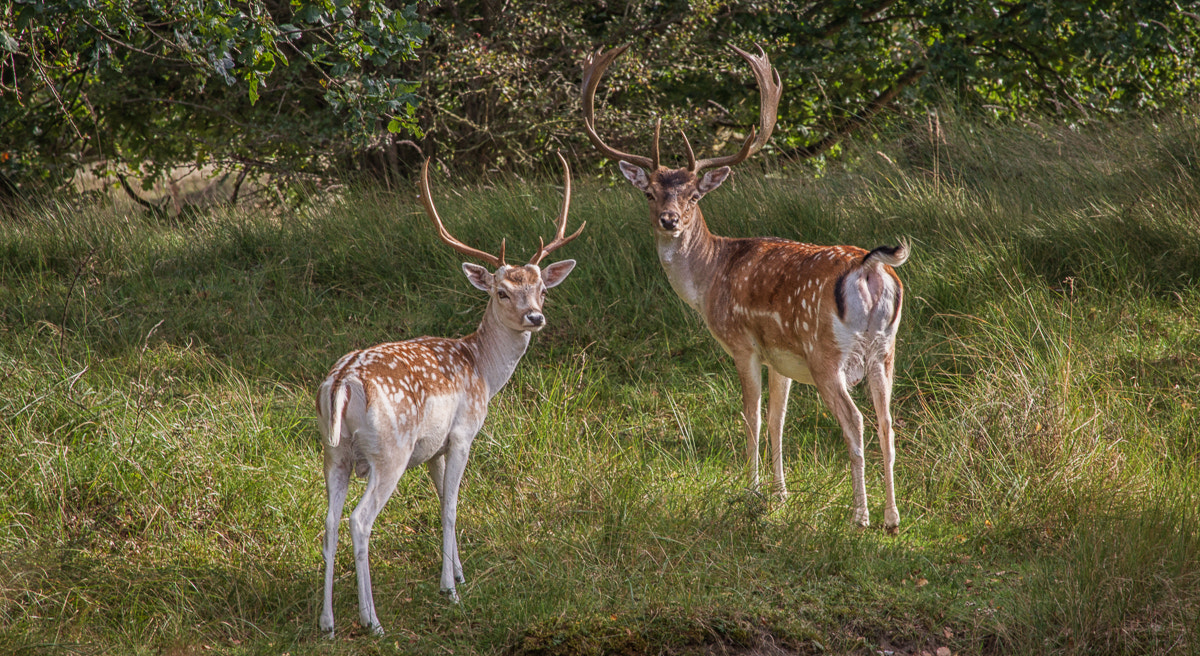 Canon EF-S 55-250mm F4-5.6 IS STM sample photo. The king and the prince photography