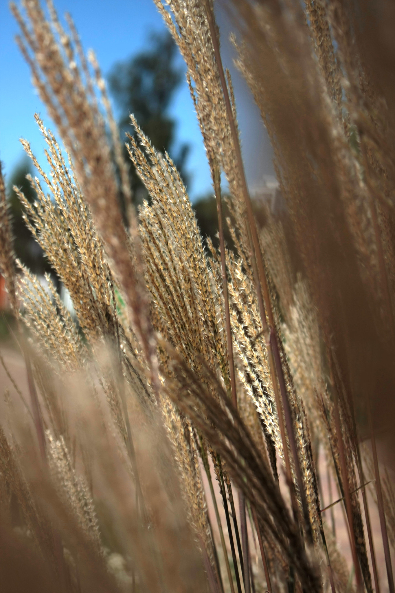 Canon EOS 40D sample photo