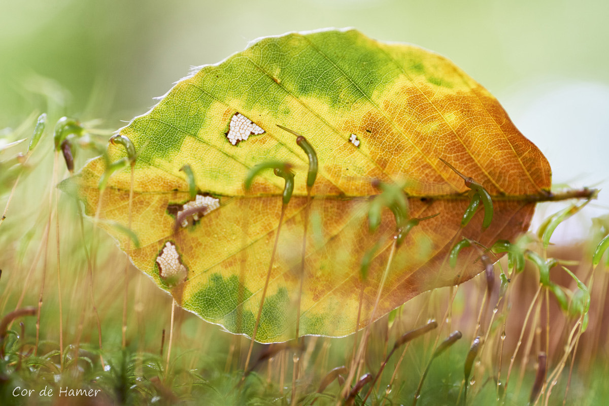 Sony SLT-A77 + Tamron SP AF 90mm F2.8 Di Macro sample photo. Fallen leaf photography