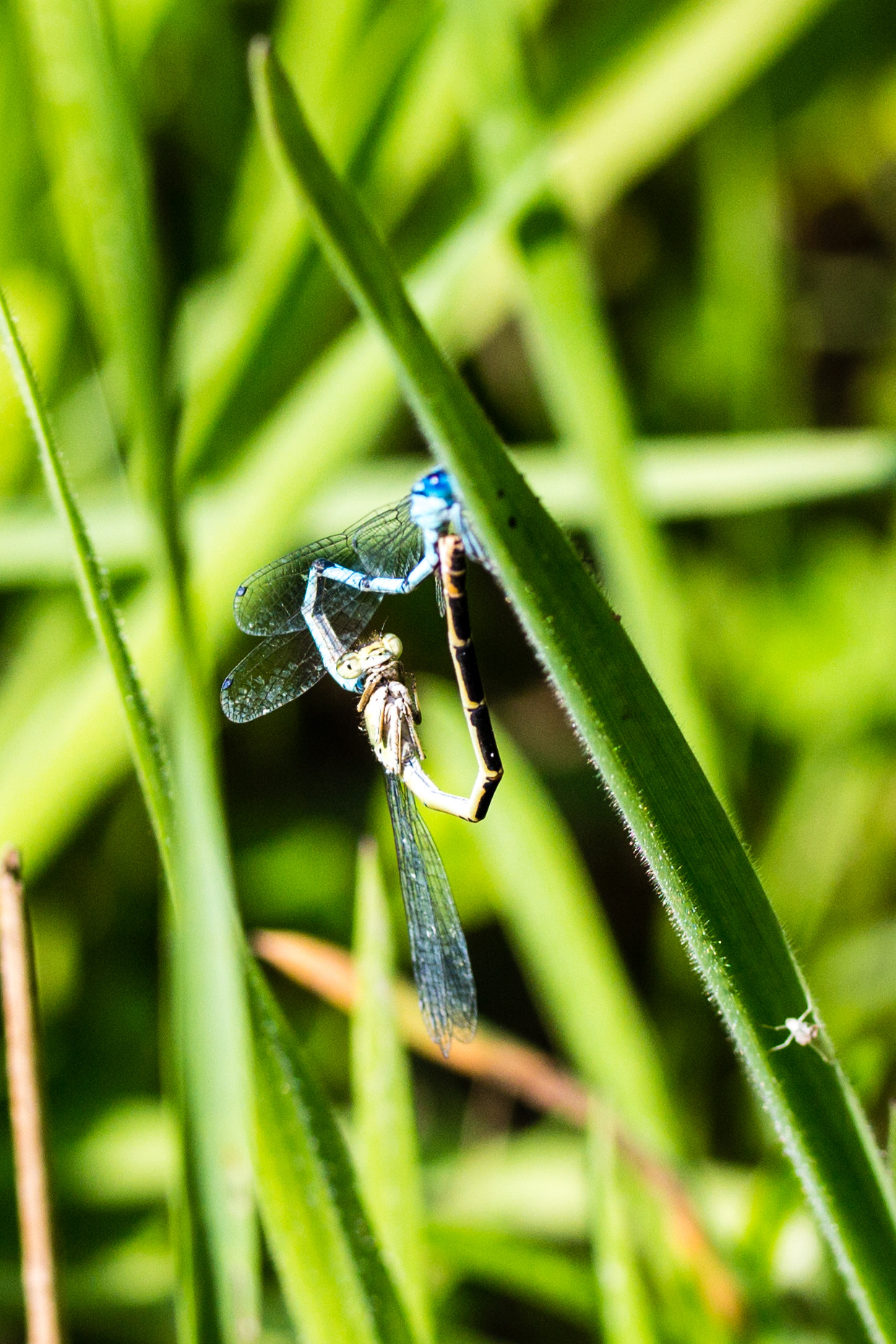 Canon EOS 650D (EOS Rebel T4i / EOS Kiss X6i) sample photo. Dragonfly photography