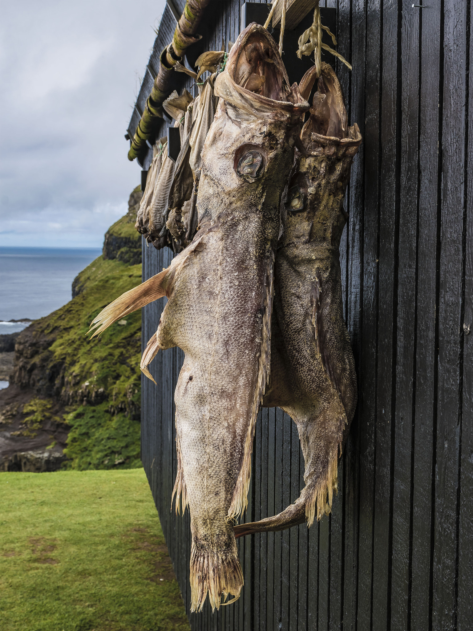 Sigma 17-70mm F2.8-4 DC Macro OS HSM | C sample photo. Big fish photography