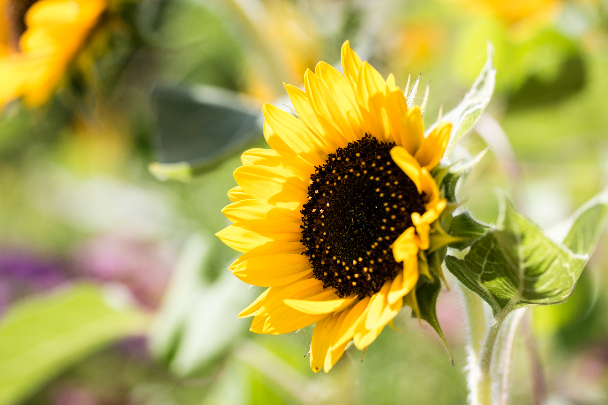 Canon EOS 650D (EOS Rebel T4i / EOS Kiss X6i) sample photo. Sunflower photography