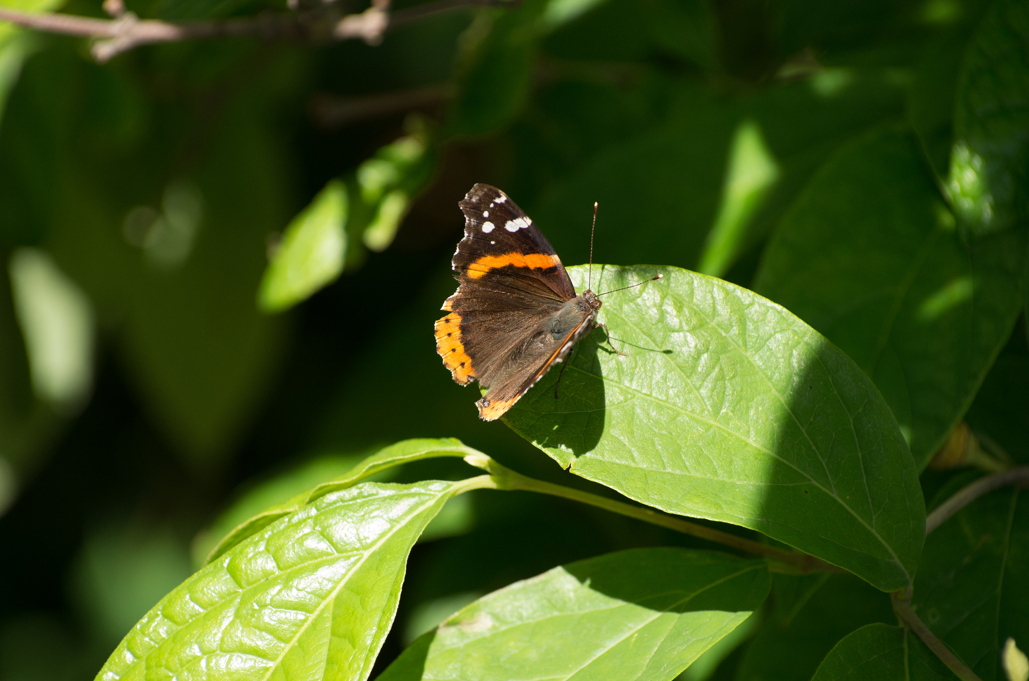 Pentax K-5 II + Pentax smc DA* 50-135mm F2.8 ED (IF) SDM sample photo. Butterfly in central park photography