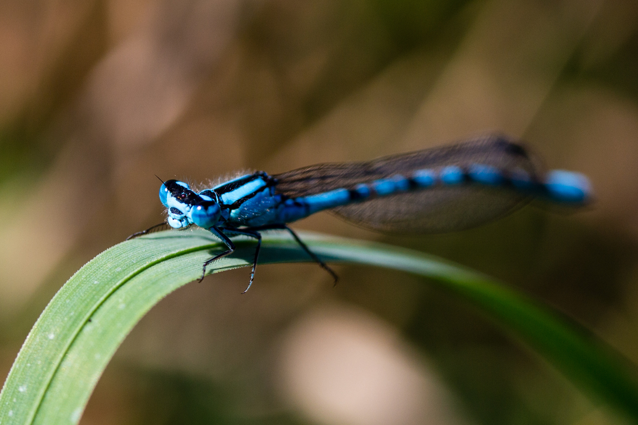 Canon EOS 650D (EOS Rebel T4i / EOS Kiss X6i) sample photo. Blue dragonfly photography