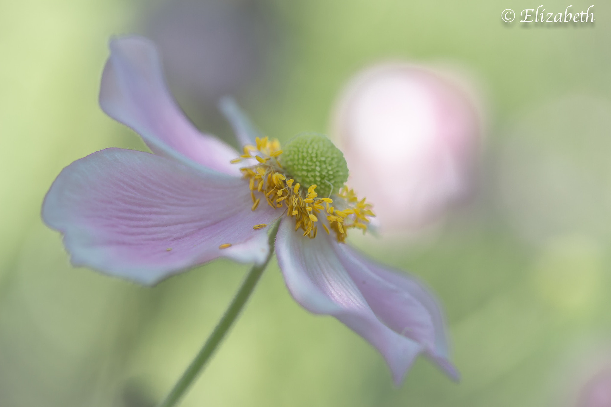 Canon EF-S 60mm F2.8 Macro USM sample photo. Pastel photography