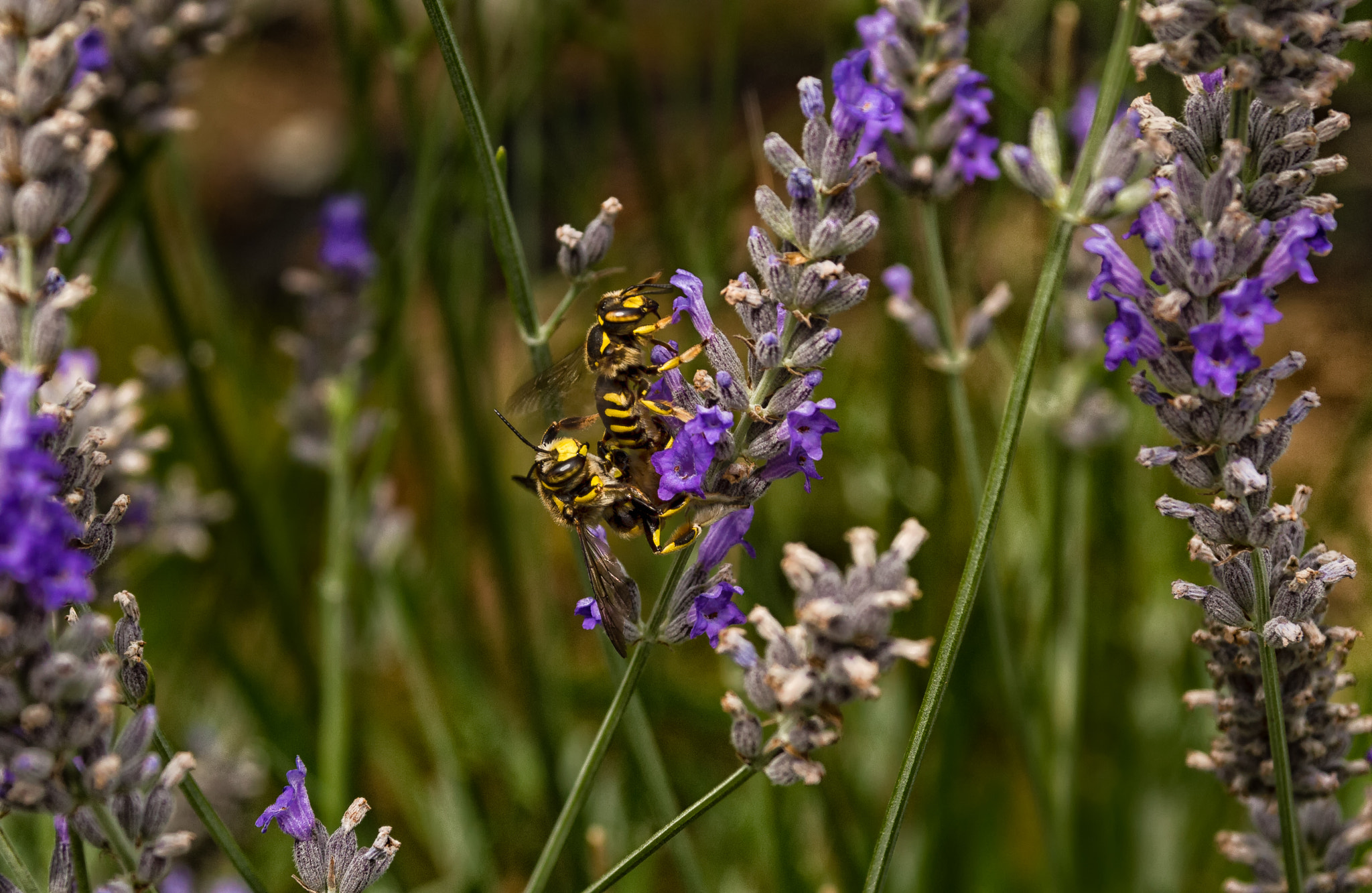 Sigma 17-70mm F2.8-4 DC Macro OS HSM sample photo. Dsc photography