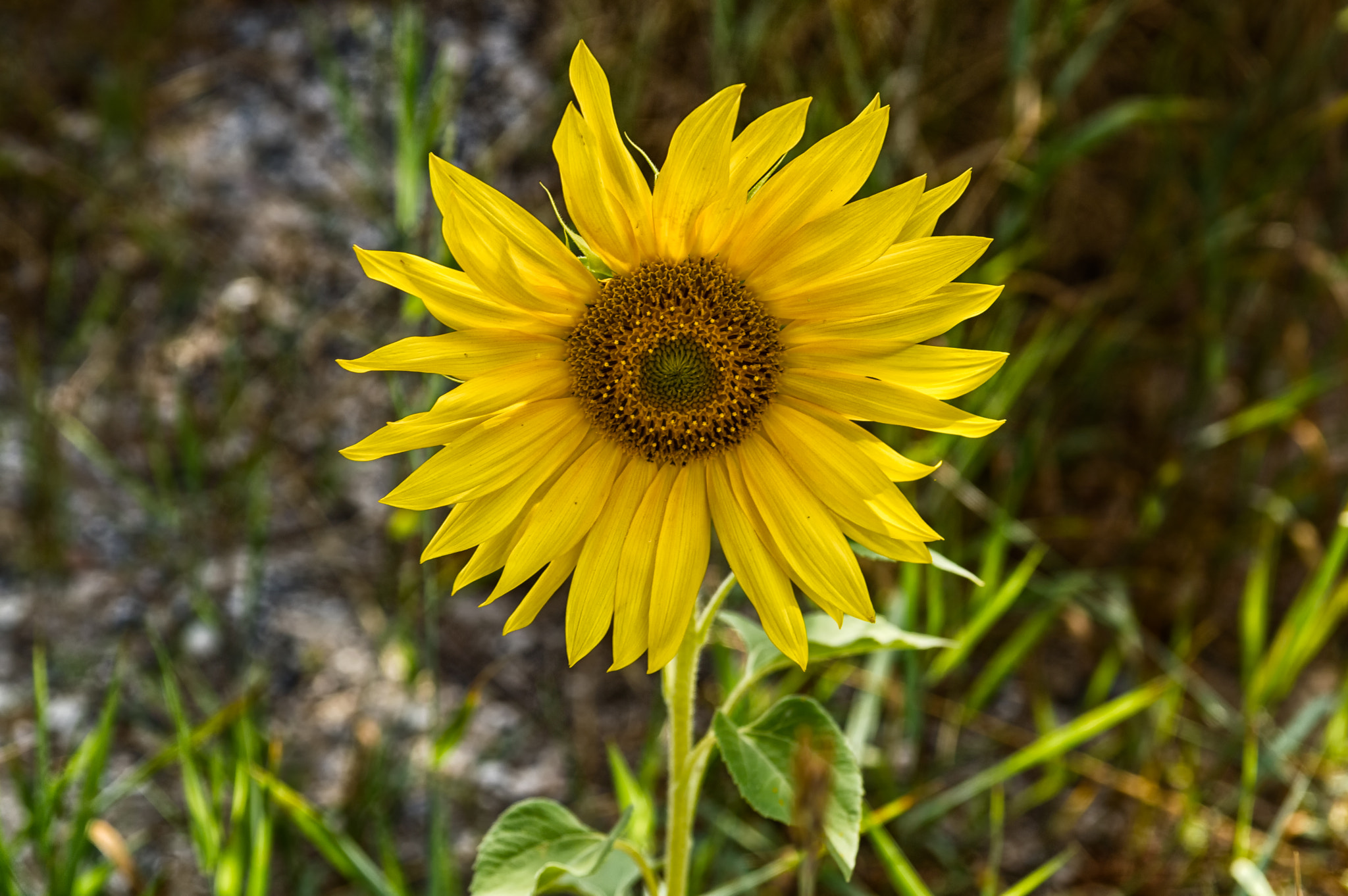 Sigma 17-70mm F2.8-4 DC Macro OS HSM sample photo. Dsc photography