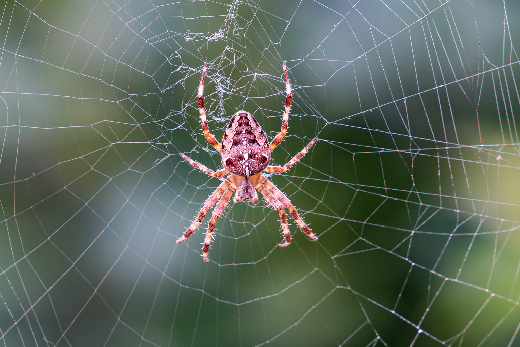 Sony a6300 + Sony FE 70-200mm F4 G OSS sample photo. Spinnentier photography