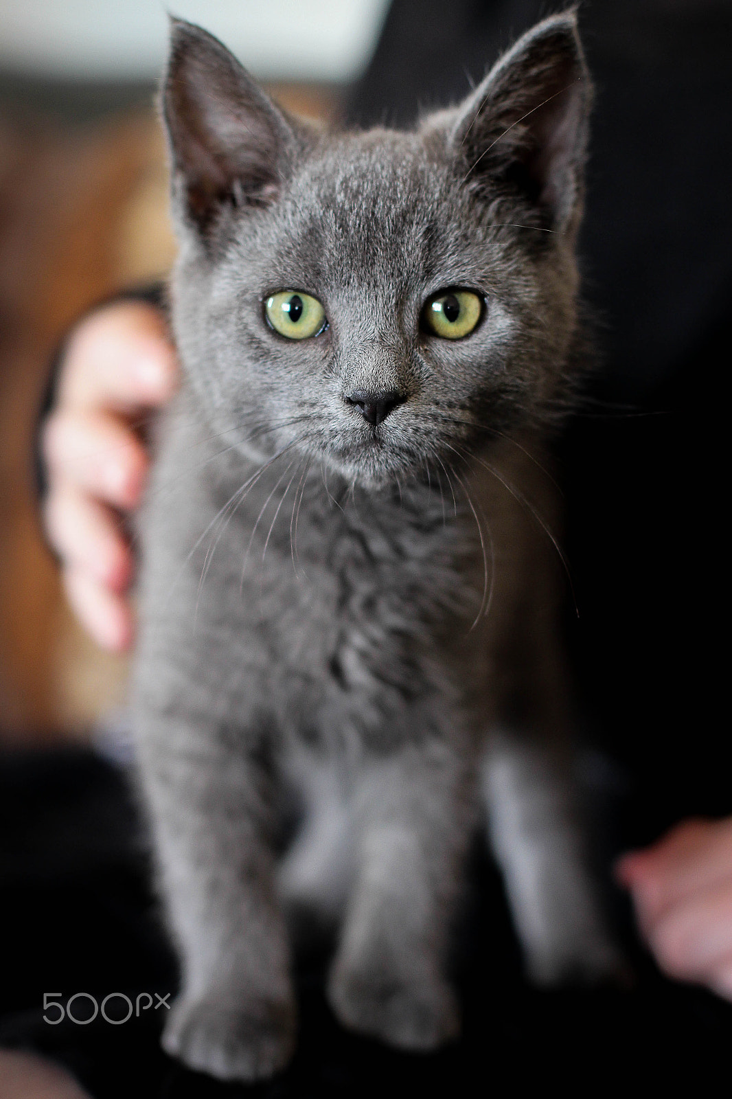 Canon EOS 700D (EOS Rebel T5i / EOS Kiss X7i) + Canon EF 50mm F1.4 USM sample photo. Bellis photography