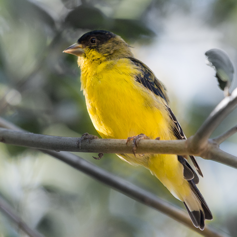 Nikon AF-S Nikkor 200-500mm F5.6E ED VR sample photo. Yellow finch photography