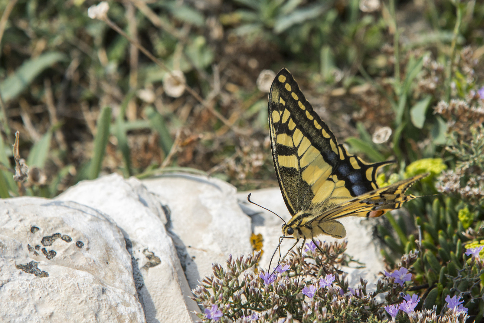 Sony ILCA-77M2 + 98-280mm F4 sample photo. Butterfly photography