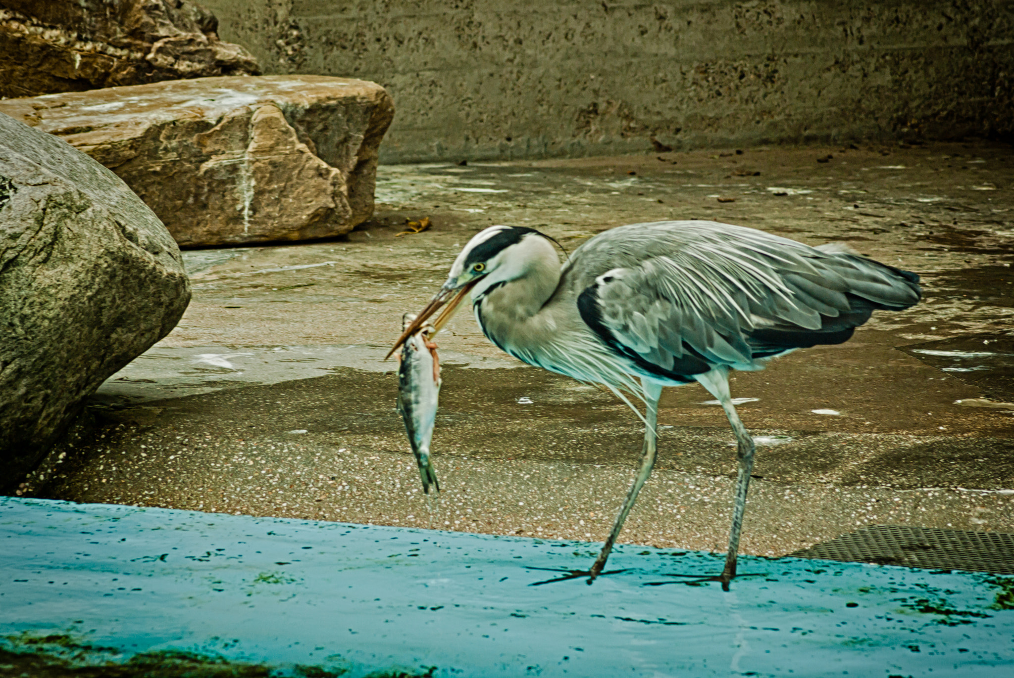 Tamron AF 70-300mm F4-5.6 Di LD Macro sample photo. Grey heron stealing it's share photography