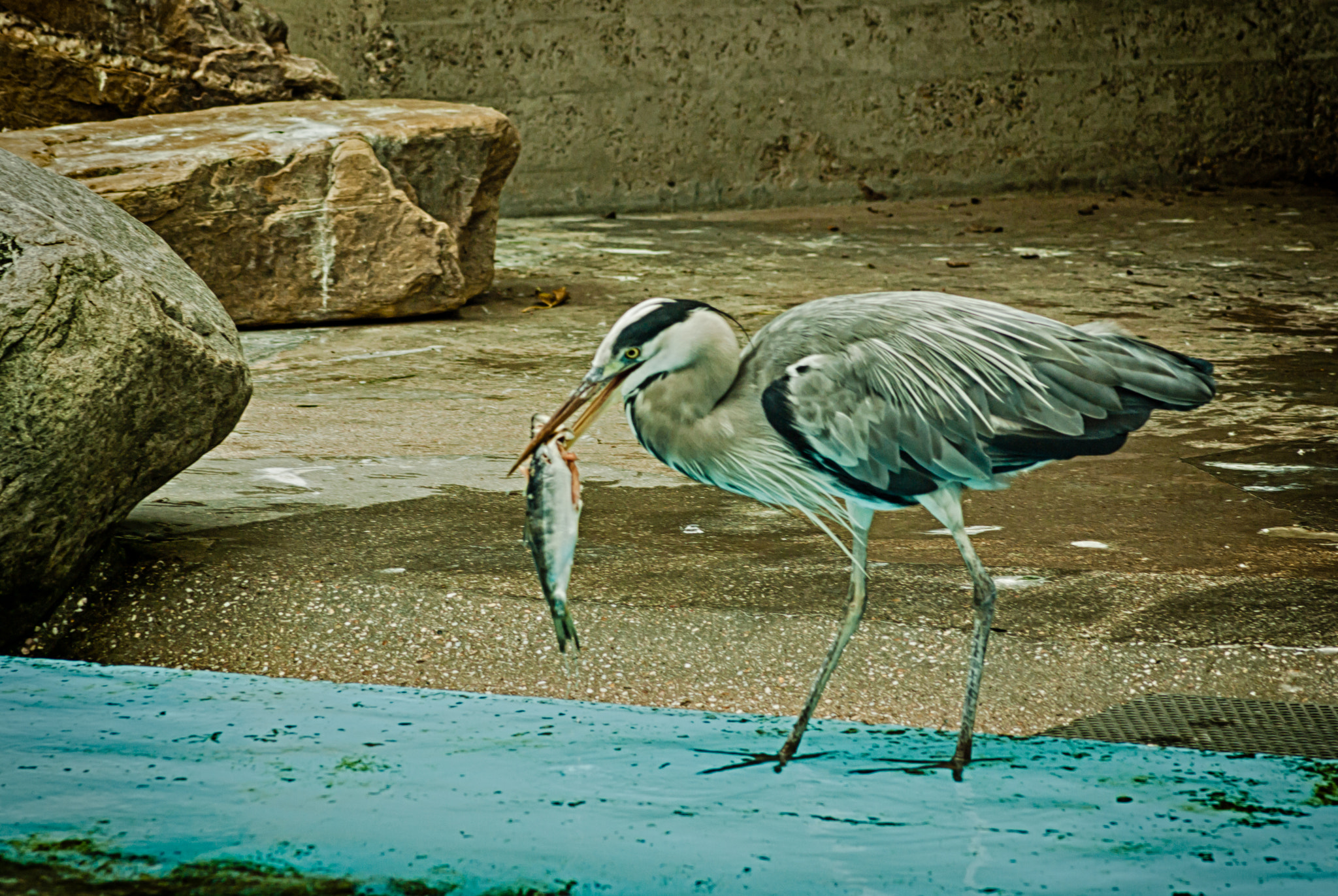 Pentax K10D sample photo. Grey heron stealing it's share photography